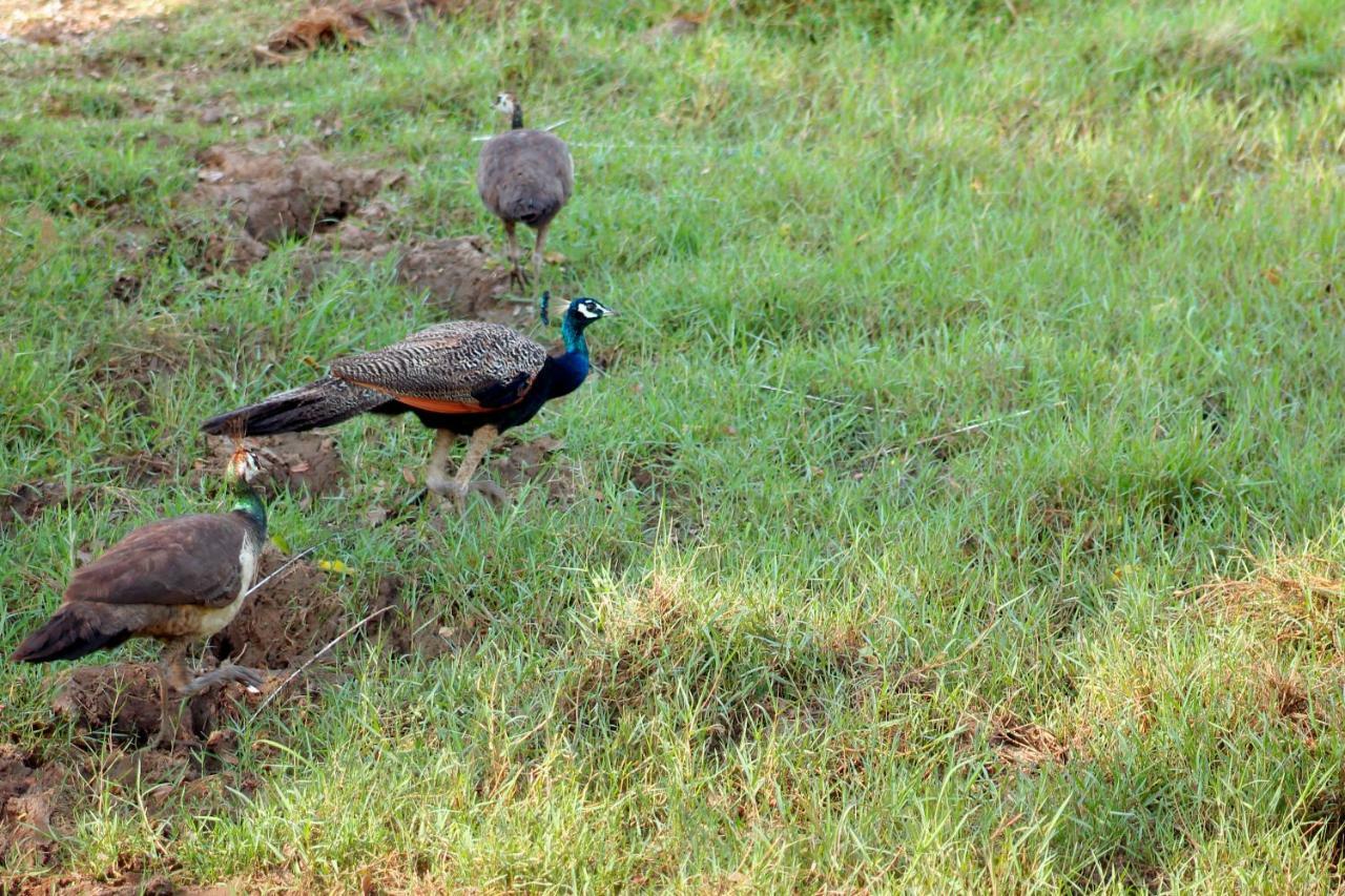 Wasgamu Safari Lodge Wasgamuwa Esterno foto