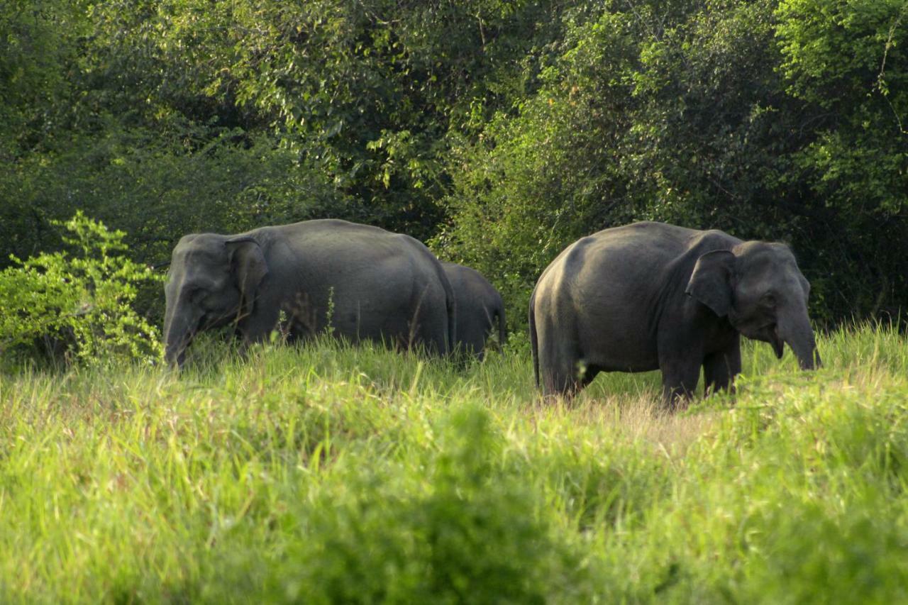 Wasgamu Safari Lodge Wasgamuwa Esterno foto