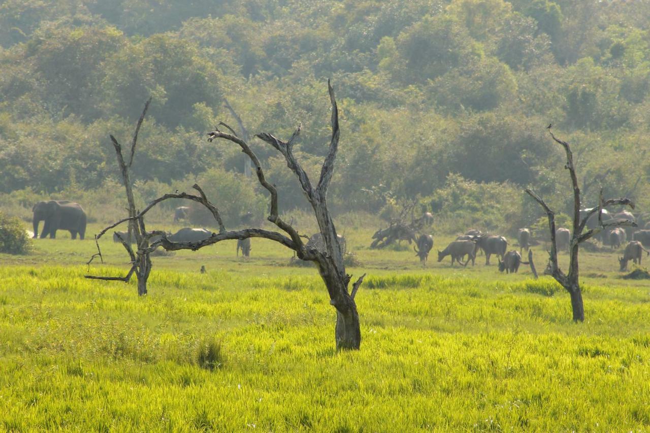 Wasgamu Safari Lodge Wasgamuwa Esterno foto