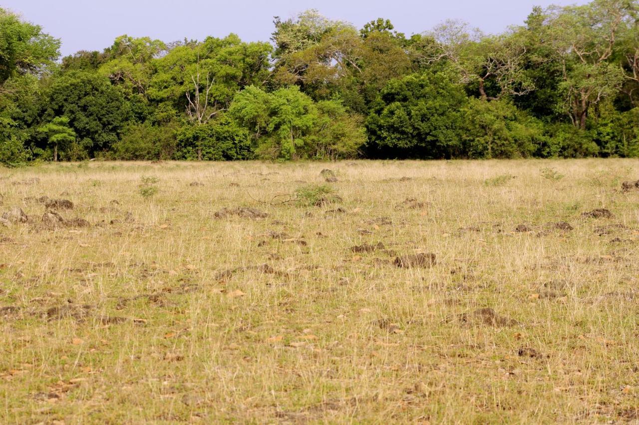 Wasgamu Safari Lodge Wasgamuwa Esterno foto