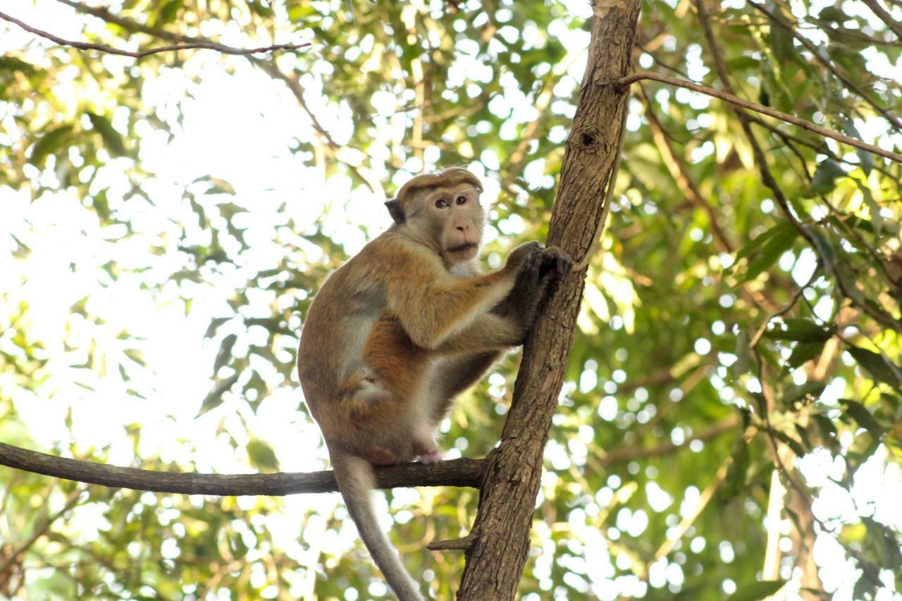 Wasgamu Safari Lodge Wasgamuwa Esterno foto
