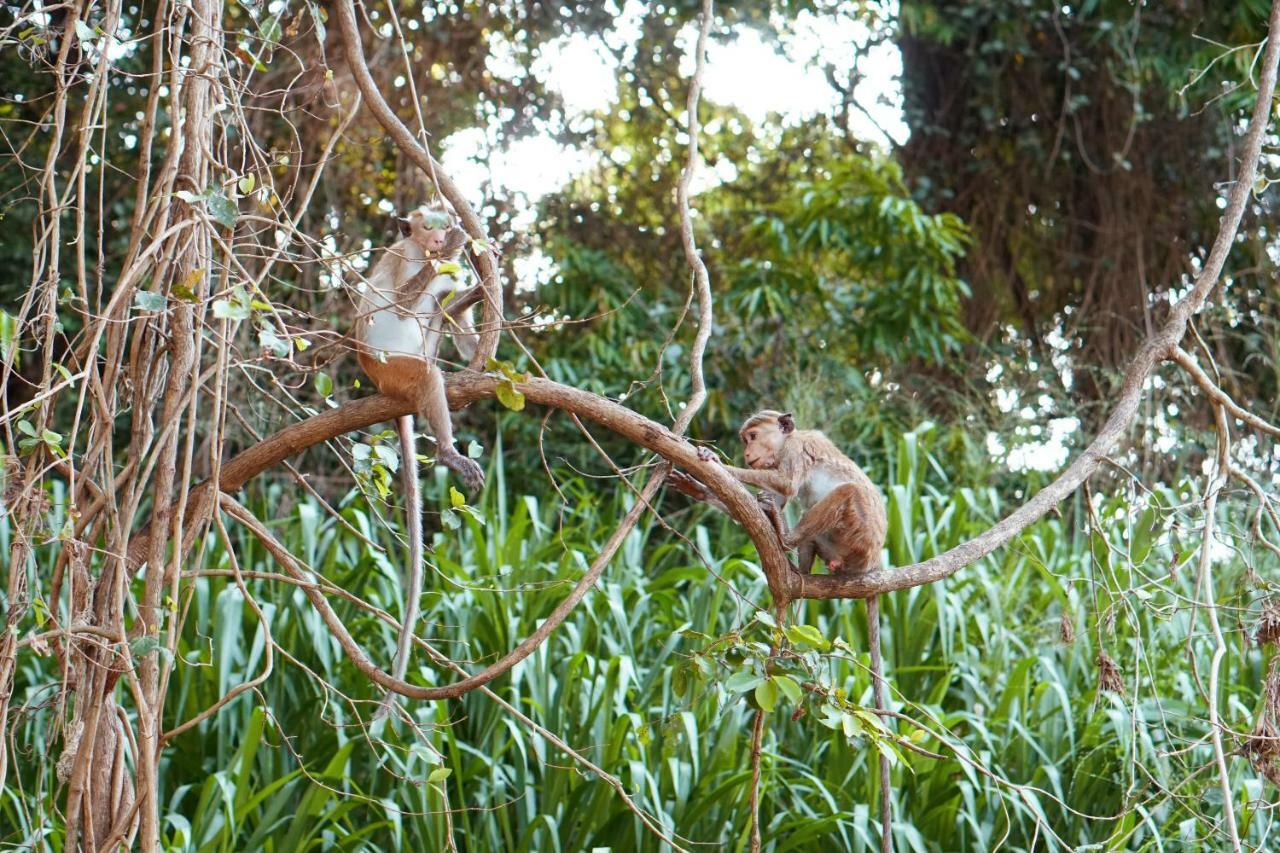 Wasgamu Safari Lodge Wasgamuwa Esterno foto