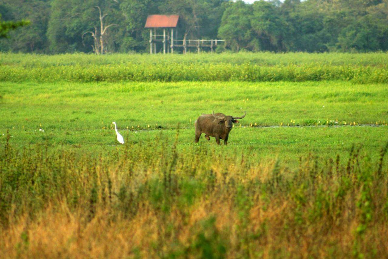 Wasgamu Safari Lodge Wasgamuwa Esterno foto