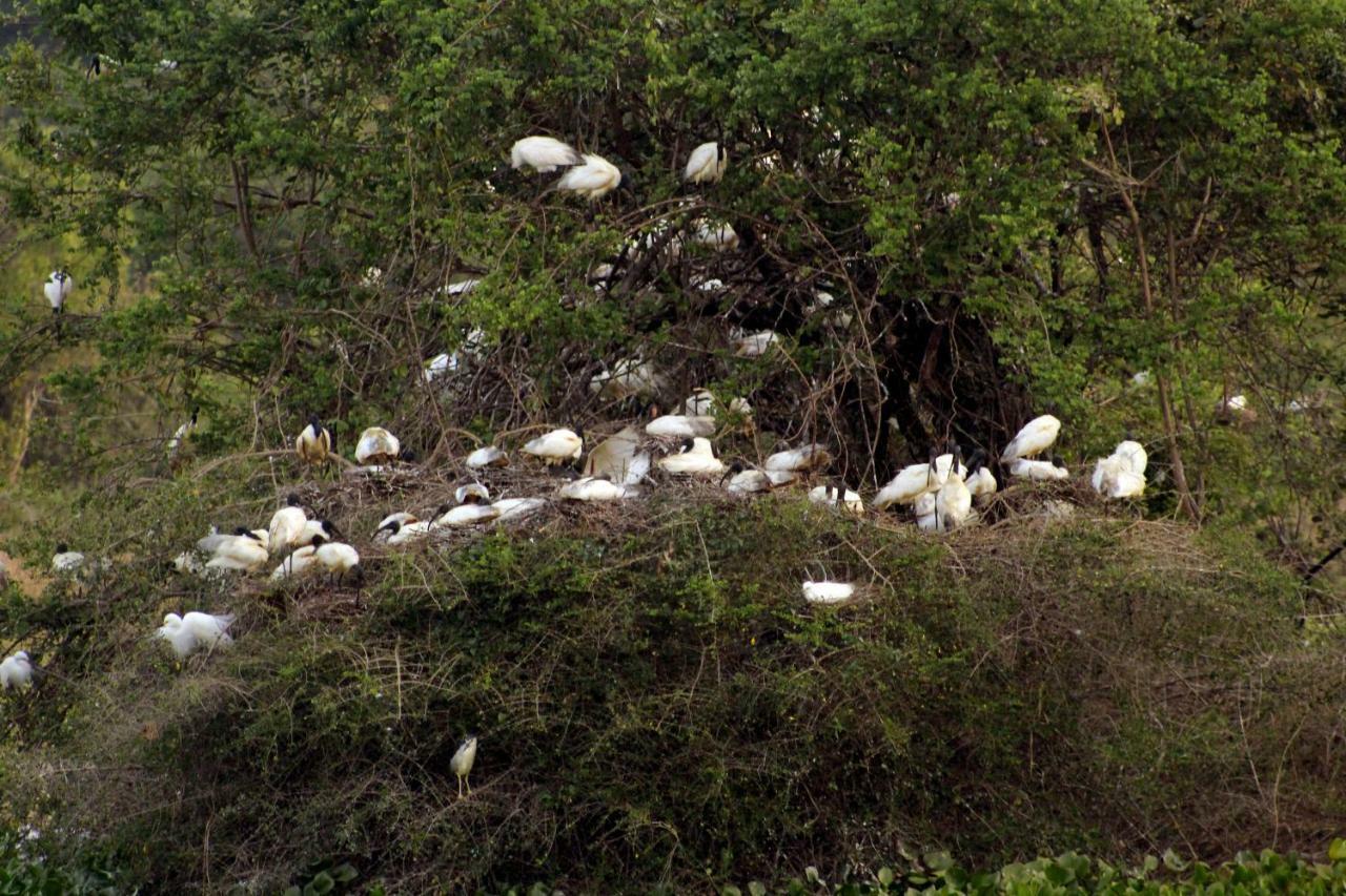 Wasgamu Safari Lodge Wasgamuwa Esterno foto