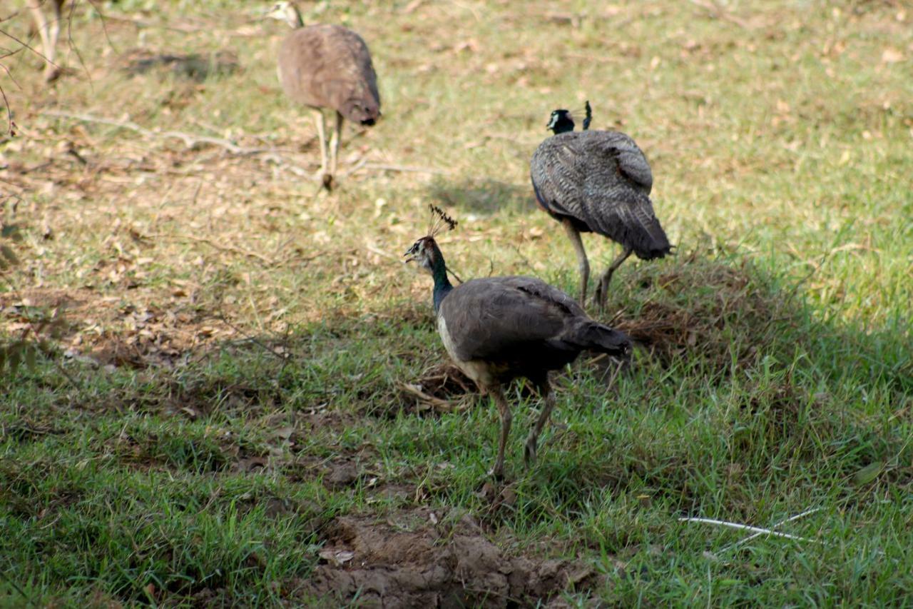 Wasgamu Safari Lodge Wasgamuwa Esterno foto