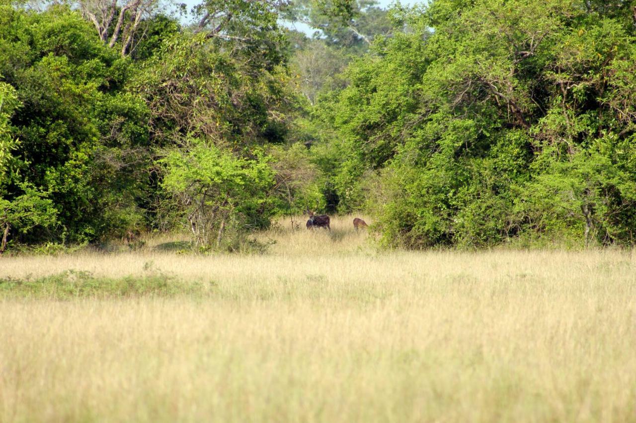 Wasgamu Safari Lodge Wasgamuwa Esterno foto